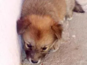 Cachorro raça SRD-ViraLata idade Abaixo de 2 meses nome black