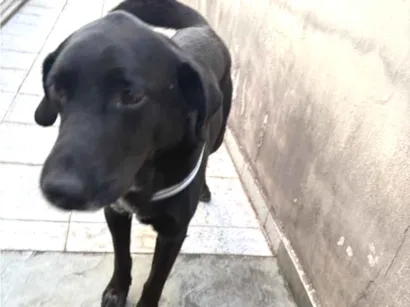 Cachorro raça SRD-ViraLata idade 3 anos nome Dark