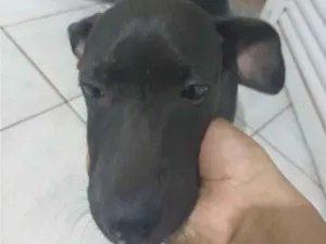 Cachorro raça SRD-ViraLata idade 2 a 6 meses nome milena