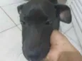 milena