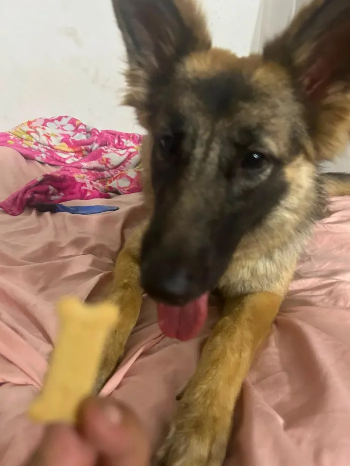 Cachorro raça Pastor Alemão idade 1 ano nome Athena