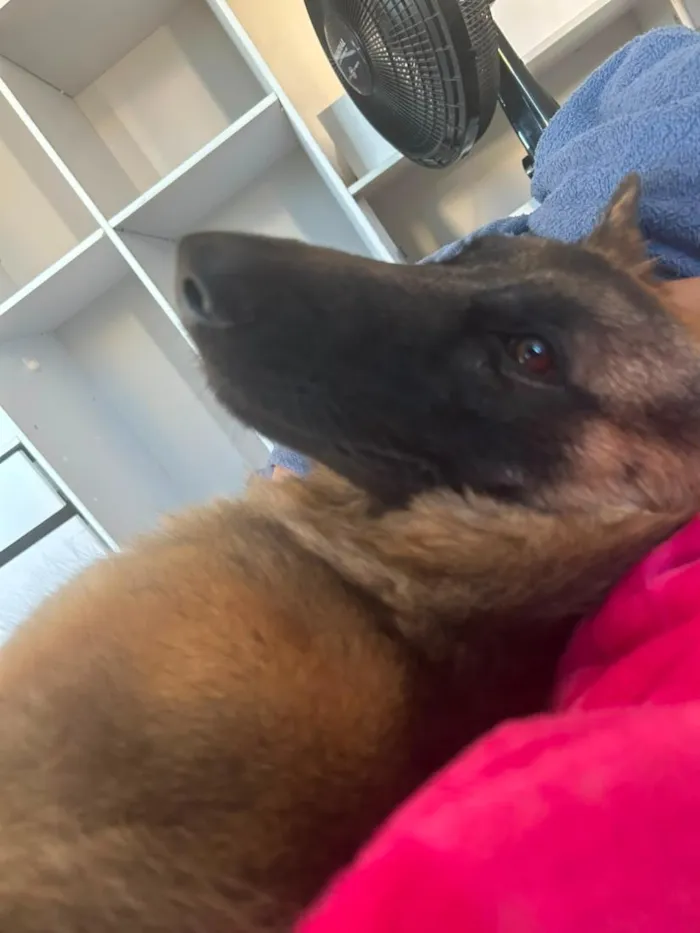 Cachorro raça Pastor Alemão idade 1 ano nome Athena