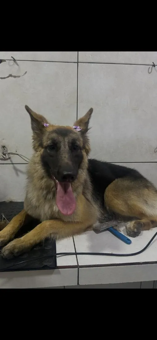 Cachorro raça Pastor Alemão idade 1 ano nome Athena