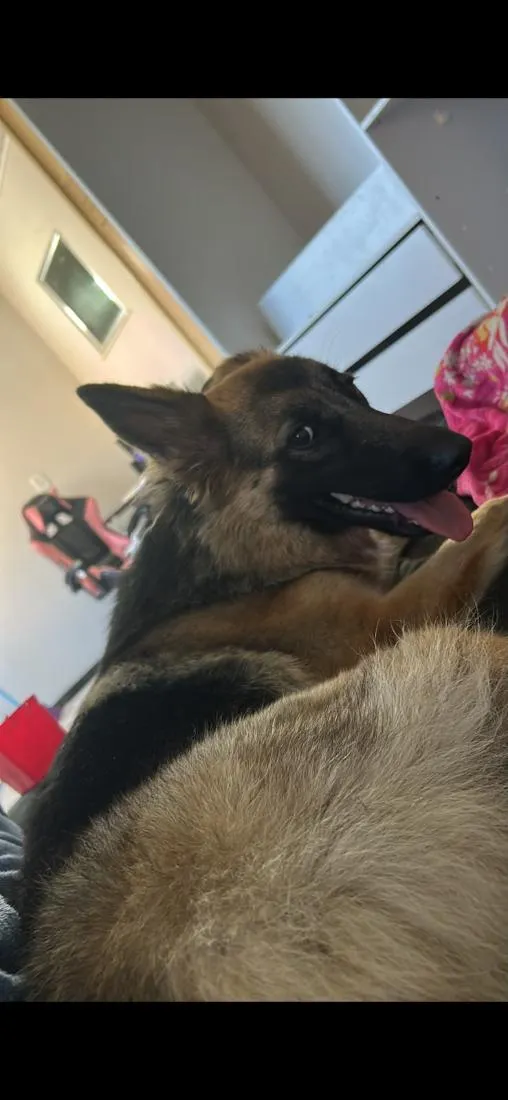 Cachorro raça Pastor Alemão idade 1 ano nome Athena
