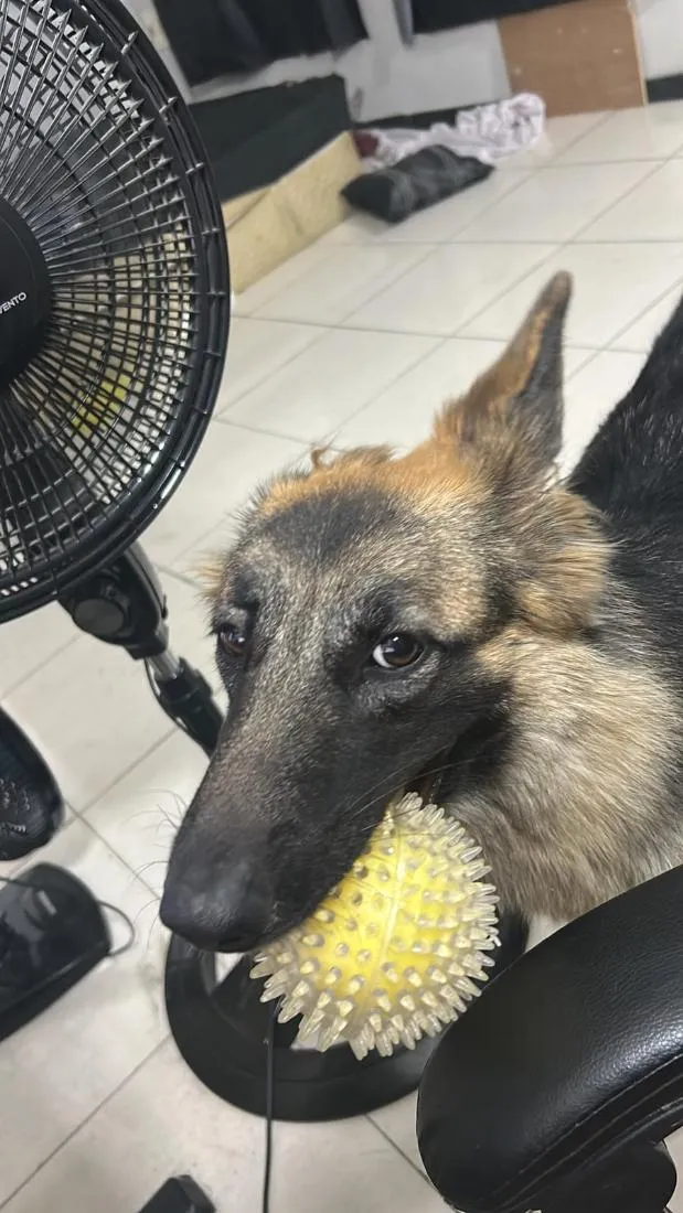 Cachorro raça Pastor Alemão idade 1 ano nome Athena