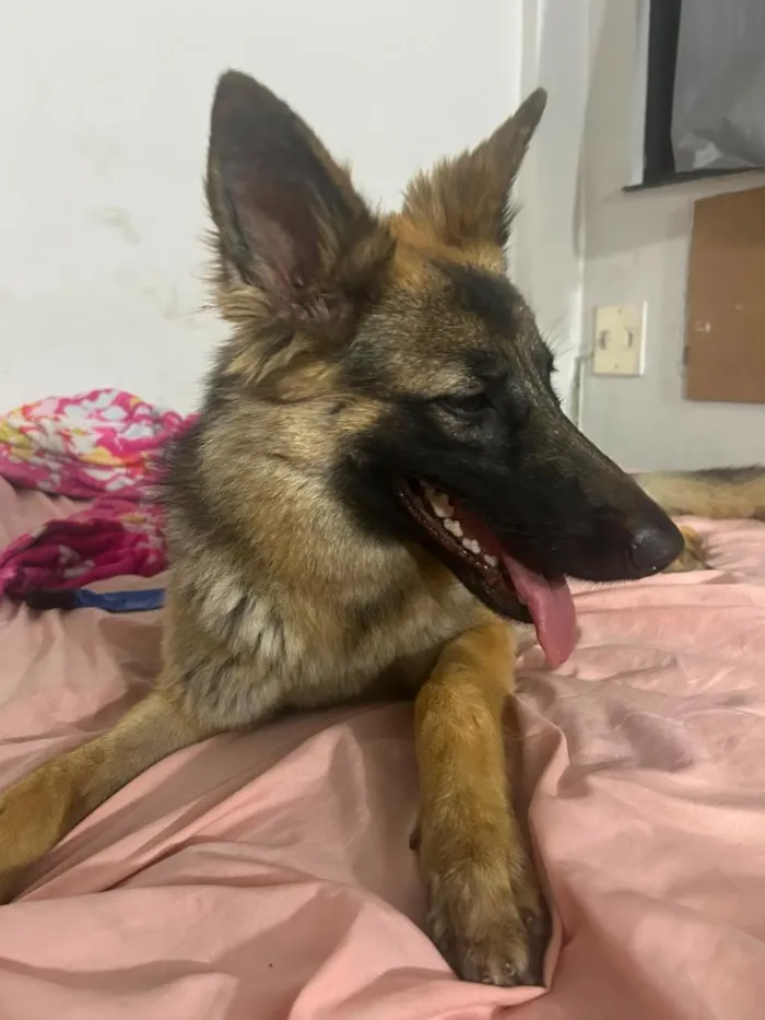 Cachorro raça Pastor Alemão idade 1 ano nome Athena
