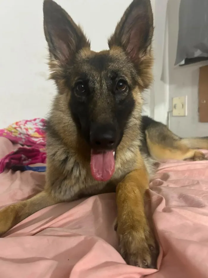 Cachorro raça Pastor Alemão idade 1 ano nome Athena