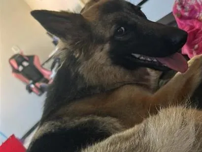 Cachorro raça Pastor Alemão idade 1 ano nome Athena
