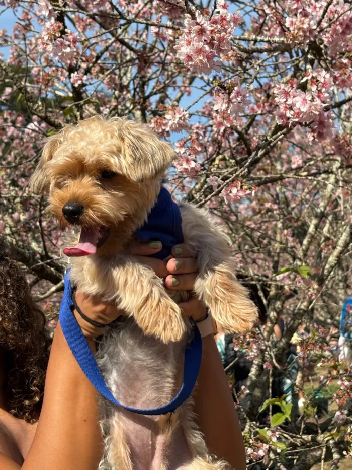 Cachorro raça SRD-ViraLata idade 7 a 11 meses nome Paçoca 