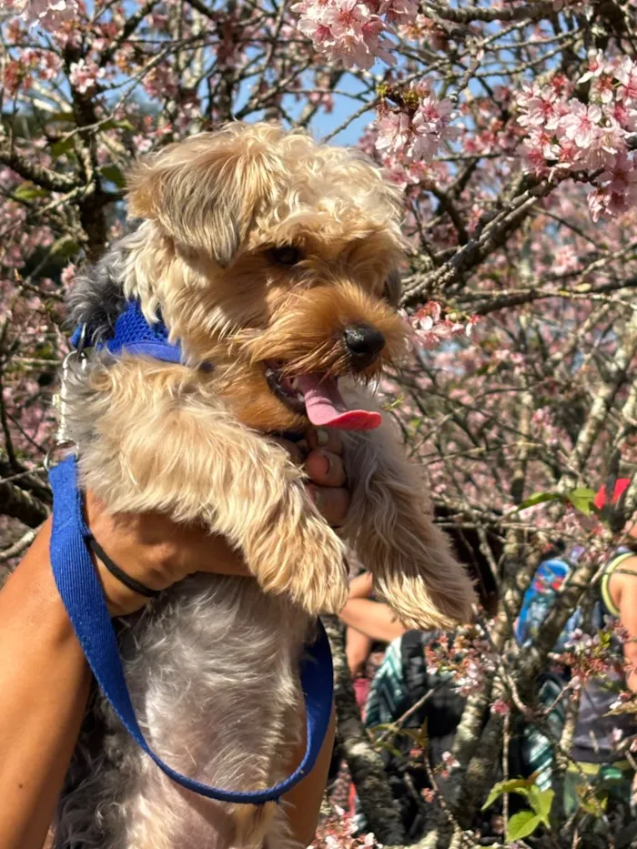 Cachorro raça SRD-ViraLata idade 7 a 11 meses nome Paçoca 