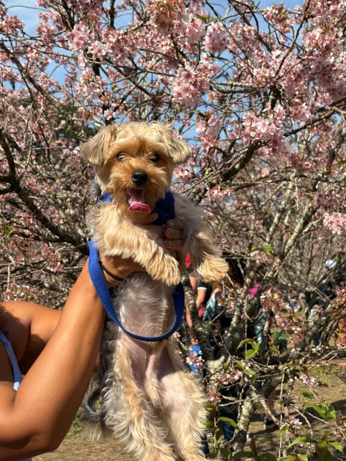Cachorro raça SRD-ViraLata idade 7 a 11 meses nome Paçoca 