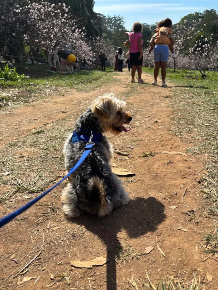 Cachorro raça SRD-ViraLata idade 7 a 11 meses nome Paçoca 