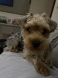 Paçoca 