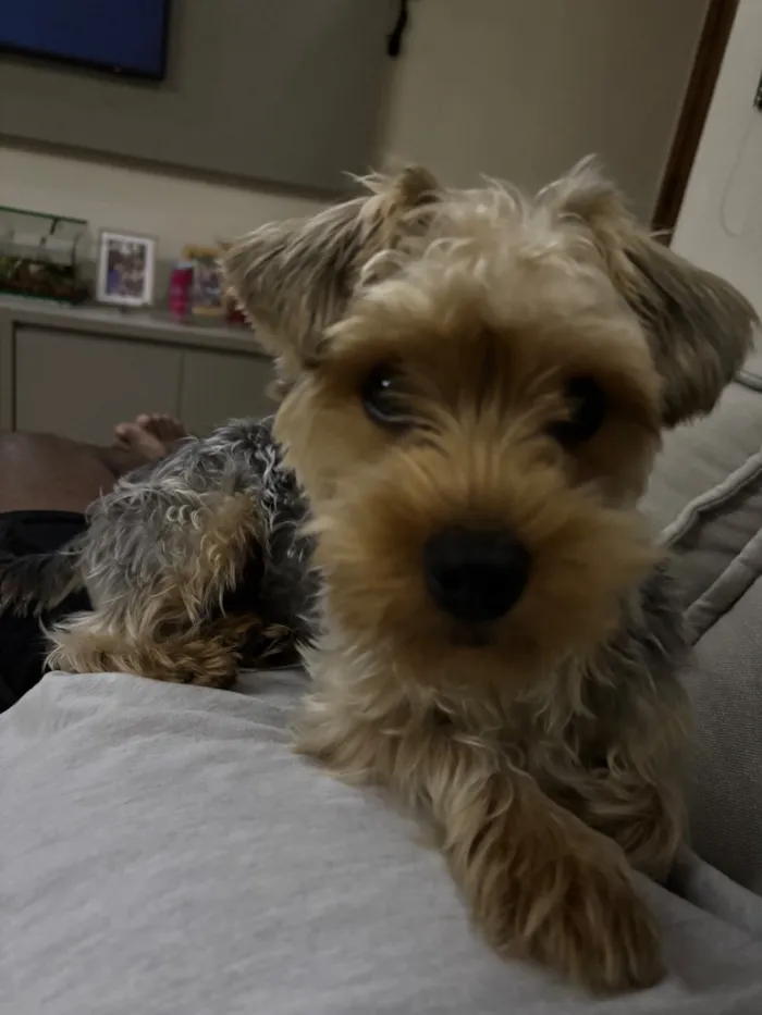 Cachorro raça SRD-ViraLata idade 7 a 11 meses nome Paçoca 
