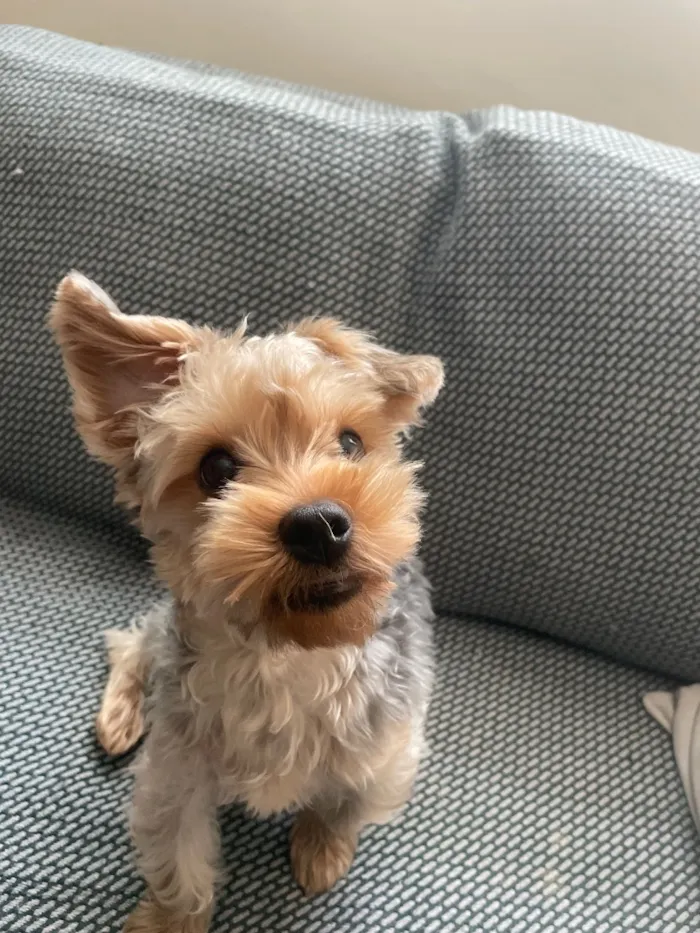 Cachorro raça SRD-ViraLata idade 7 a 11 meses nome Paçoca 