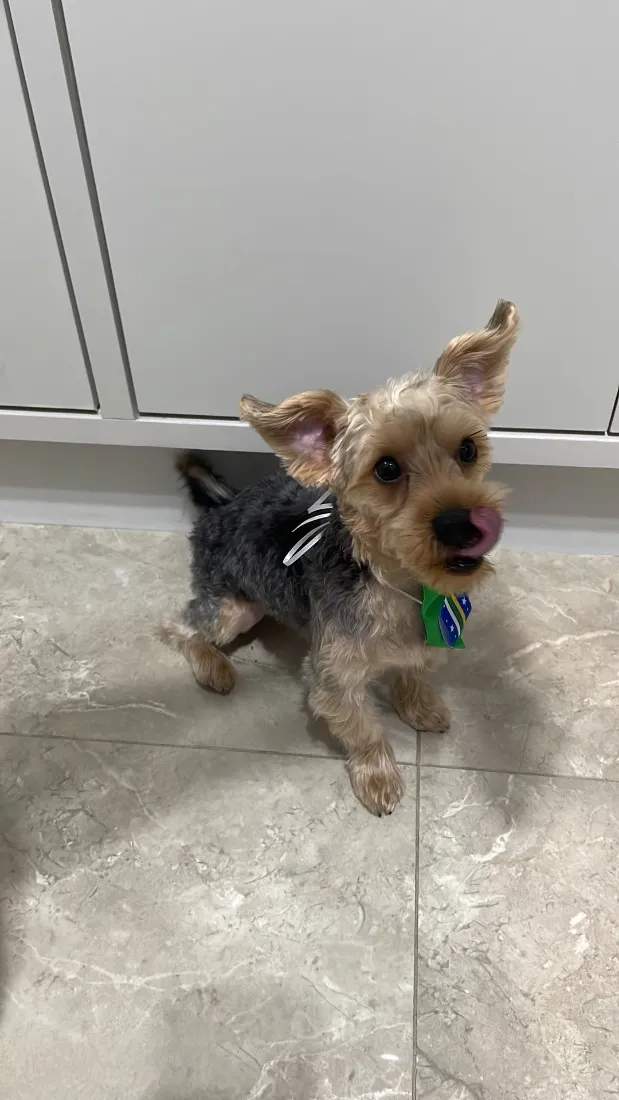 Cachorro raça SRD-ViraLata idade 7 a 11 meses nome Paçoca 