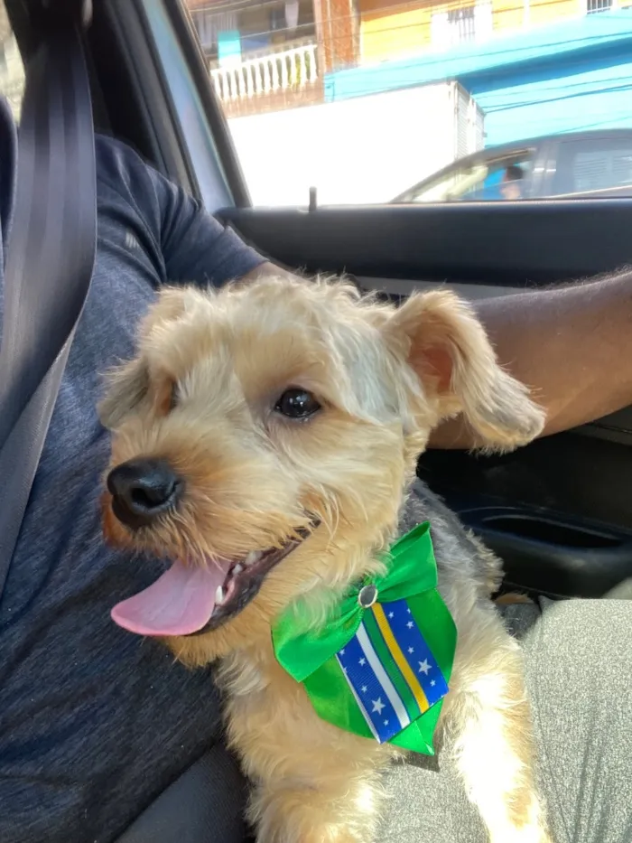 Cachorro raça SRD-ViraLata idade 7 a 11 meses nome Paçoca 
