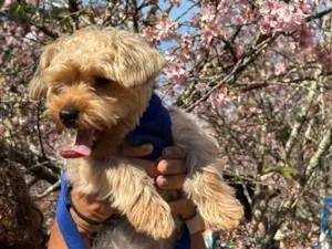 Cachorro raça SRD-ViraLata idade 7 a 11 meses nome Paçoca 