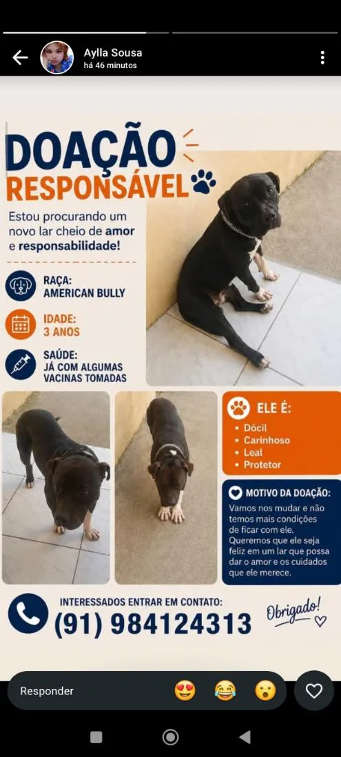 Cachorro raça Pit-Bull idade 3 anos nome Apollo 