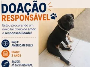 Cachorro raça Pit-Bull idade 3 anos nome Apollo 