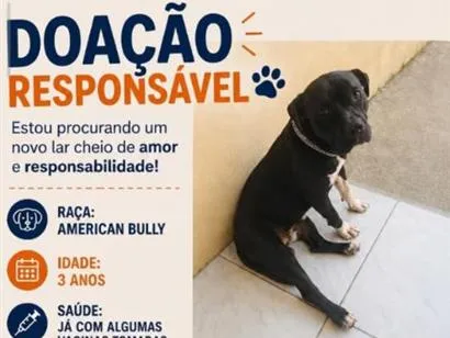 Cachorro raça Pit-Bull idade 3 anos nome Apollo 