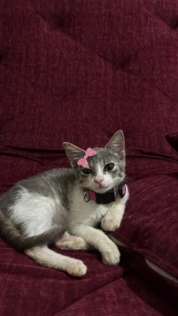 Gato raça SRD-ViraLata idade 2 a 6 meses nome Zoe