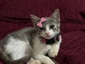 Gato raça SRD-ViraLata idade 2 a 6 meses nome Zoe