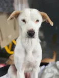 Dama