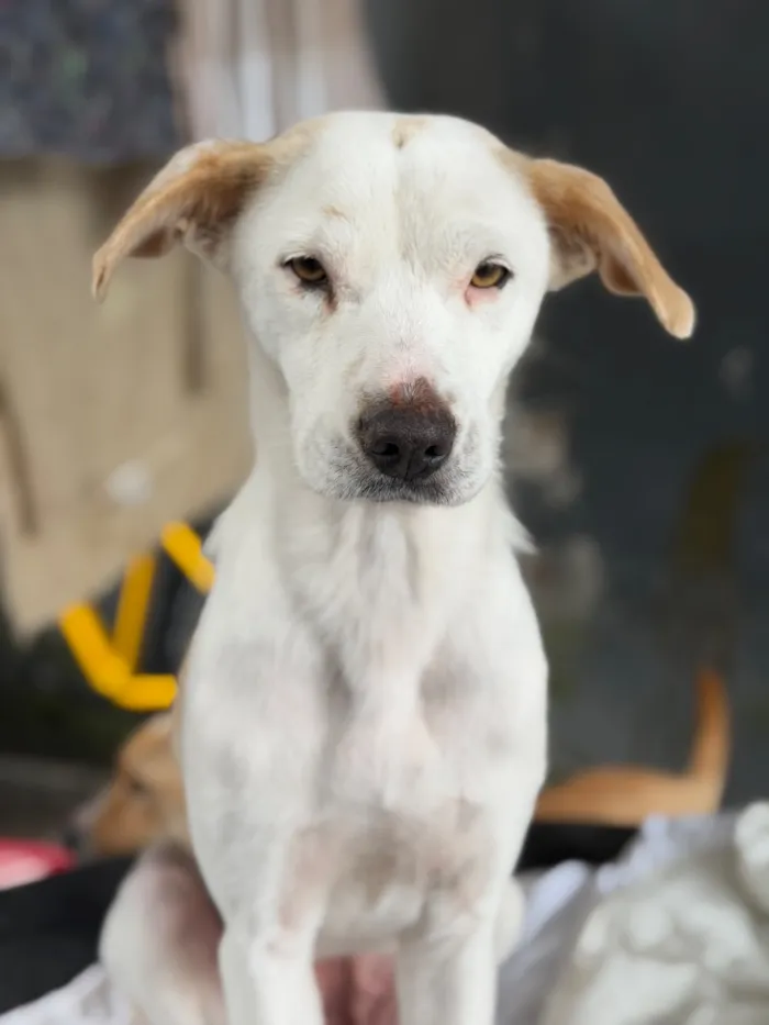 Cachorro raça SRD-ViraLata idade 2 anos nome Dama