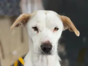 Cachorro raça SRD-ViraLata idade 2 anos nome Dama