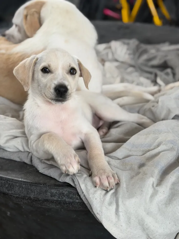 Cachorro raça SRD-ViraLata idade 2 a 6 meses nome Julie