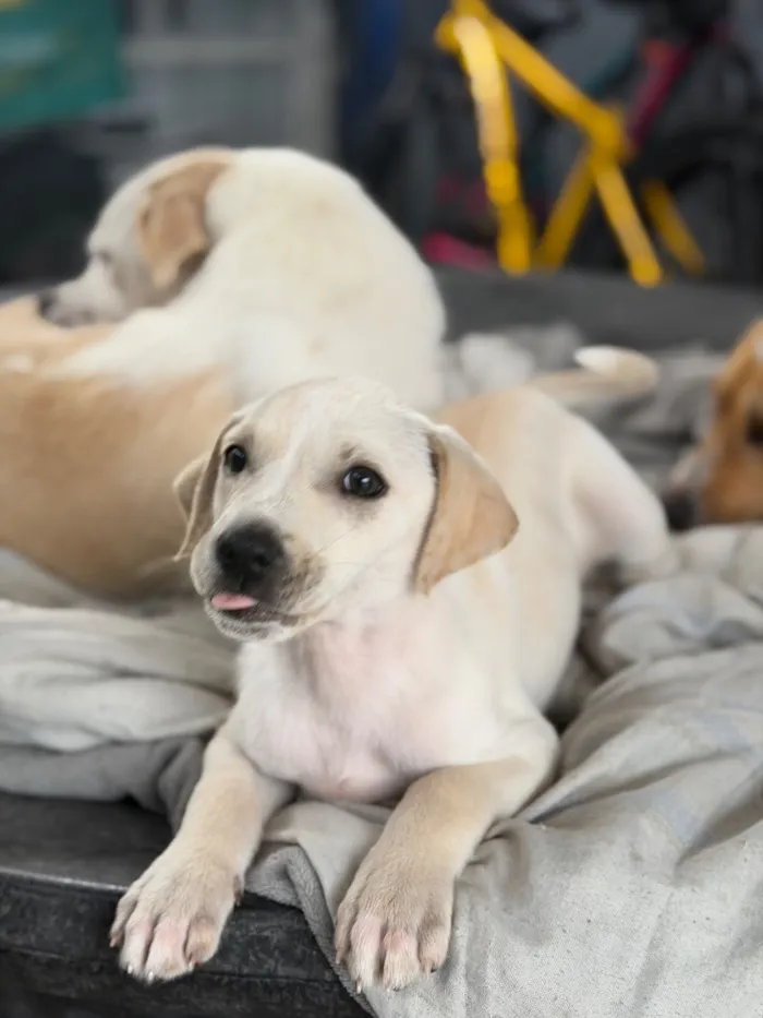 Cachorro raça SRD-ViraLata idade 2 a 6 meses nome Julie