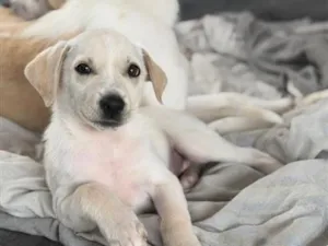 Cachorro raça SRD-ViraLata idade 2 a 6 meses nome Julie