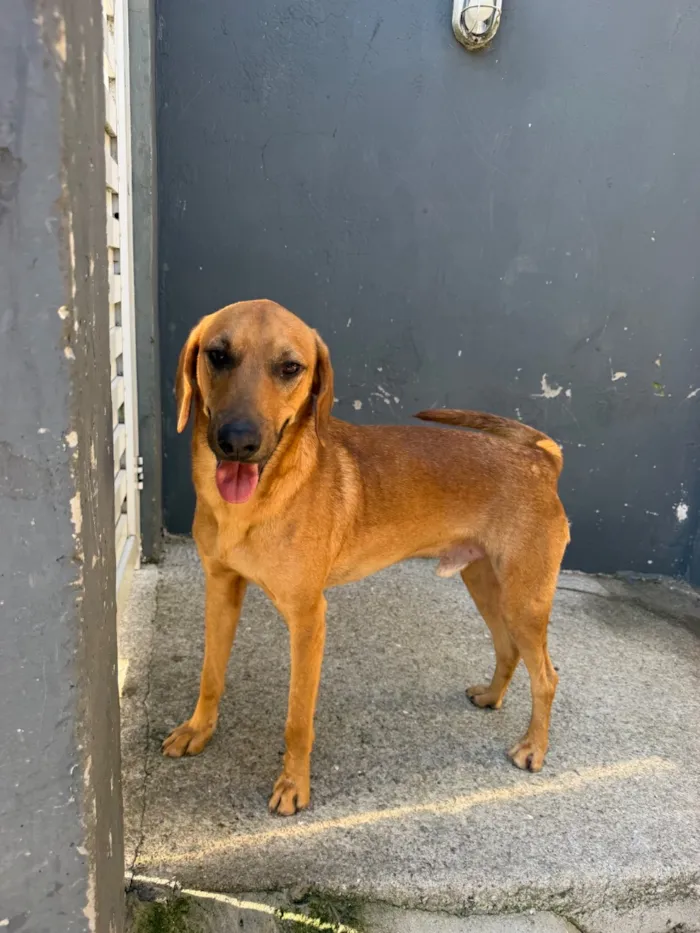 Cachorro raça SRD-ViraLata idade 2 anos nome Bob