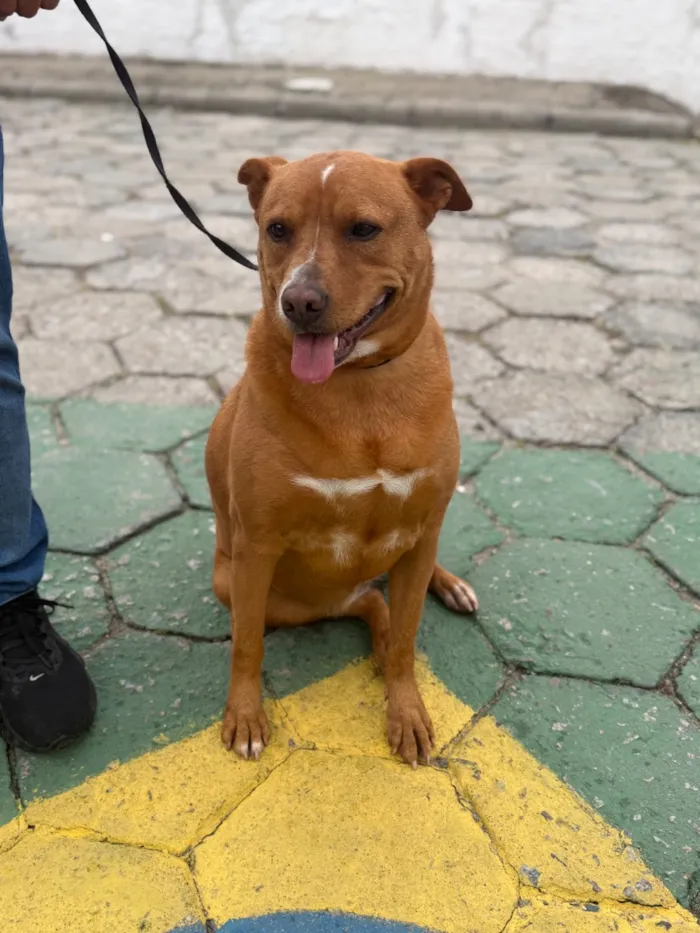 Cachorro raça SRD-ViraLata idade 4 anos nome Kiki