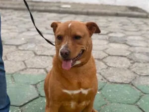 Cachorro raça SRD-ViraLata idade 4 anos nome Kiki
