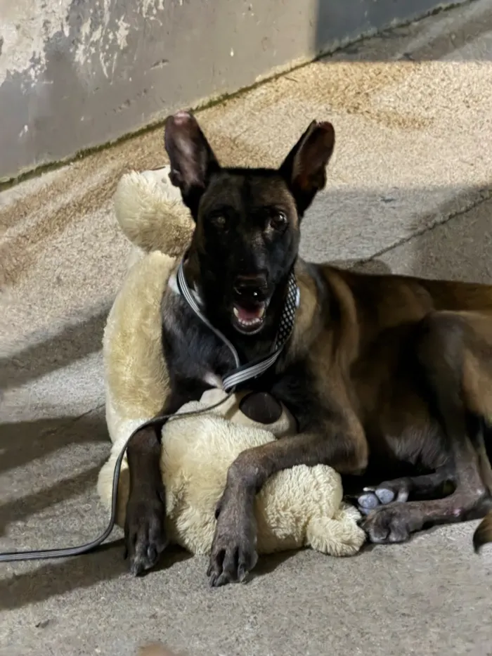 Cachorro raça SRD-ViraLata idade 4 anos nome Maria