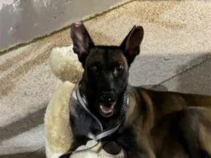 Cachorro raça SRD-ViraLata idade 4 anos nome Maria