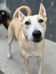 Rex