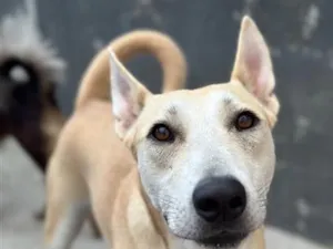 Cachorro raça SRD-ViraLata idade 3 anos nome Rex