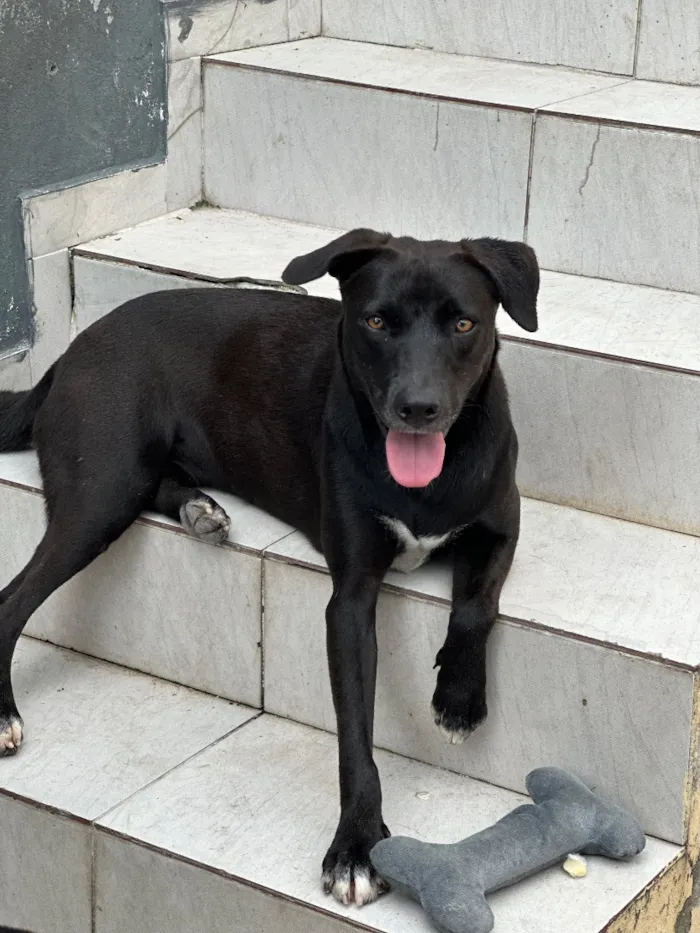 Cachorro raça SRD-ViraLata idade 3 anos nome Loui