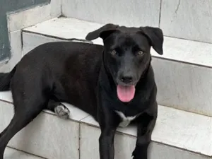 Cachorro raça SRD-ViraLata idade 3 anos nome Loui
