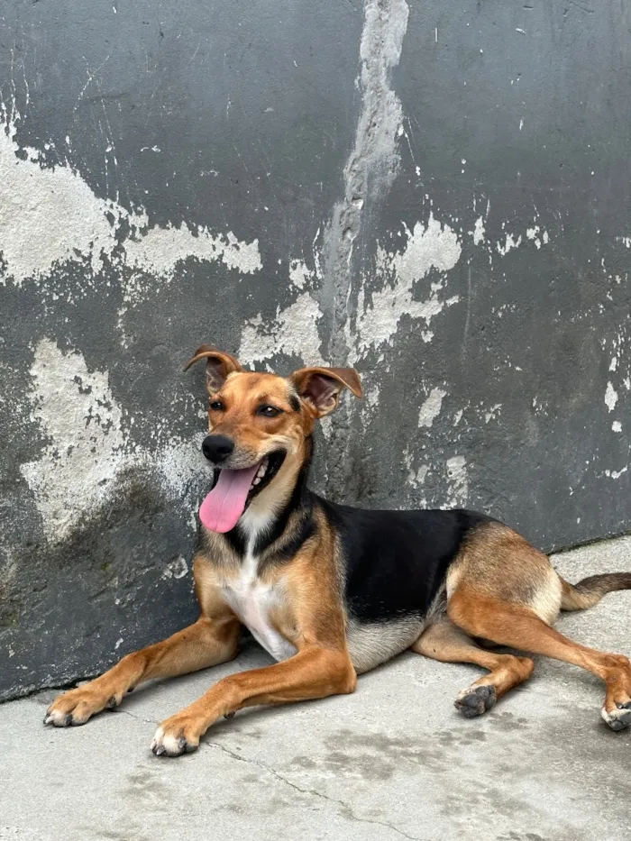 Cachorro raça SRD-ViraLata idade 2 anos nome Paquita