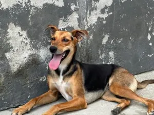 Cachorro raça SRD-ViraLata idade 2 anos nome Paquita