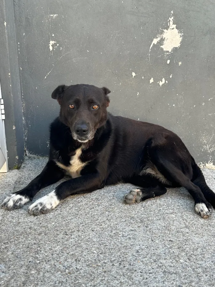 Cachorro raça SRD-ViraLata idade 2 anos nome Princesa 