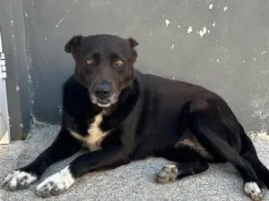 Cachorro raça SRD-ViraLata idade 2 anos nome Princesa 