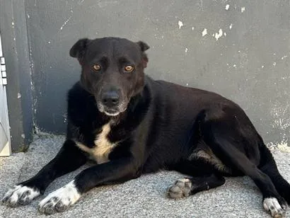 Cachorro raça SRD-ViraLata idade 2 anos nome Princesa 