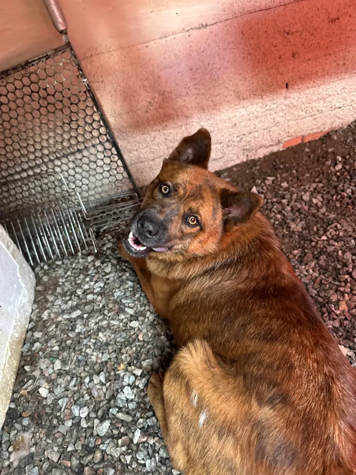 Cachorro raça SRD-ViraLata idade 3 anos nome Pandora