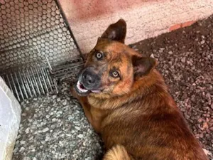 Cachorro raça SRD-ViraLata idade 3 anos nome Pandora