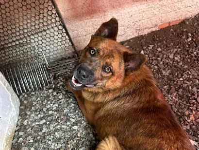 Cachorro raça SRD-ViraLata idade 3 anos nome Pandora